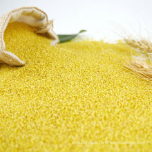 Human Consumption Broom Corn Millet Hulled for sale,yellow